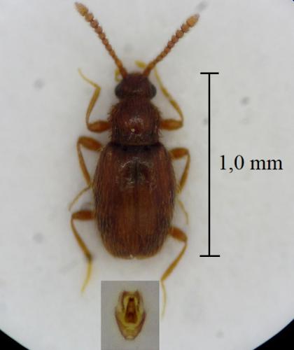 Scydmoraphes helvolus
